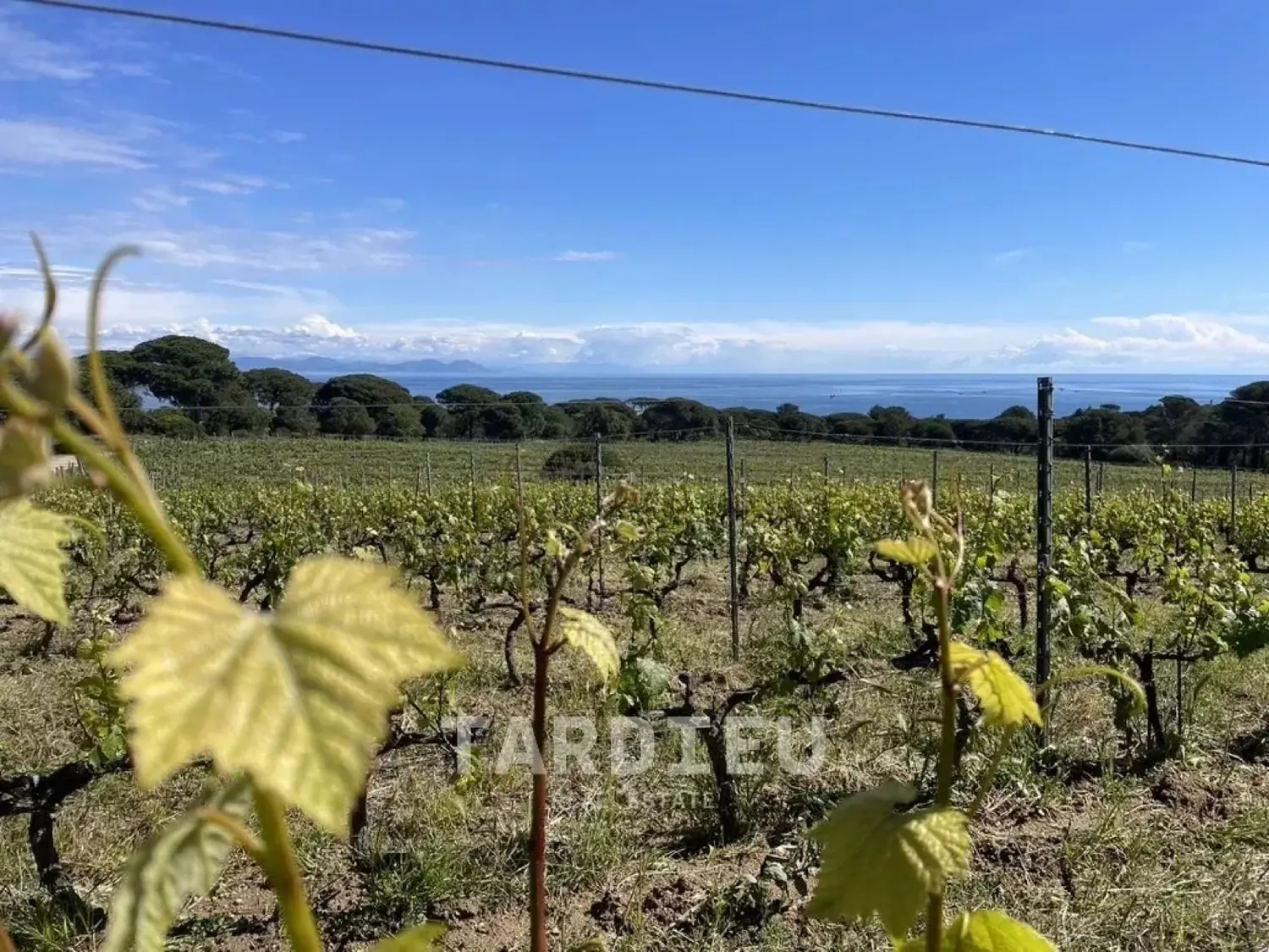 BASTIDE VITICOLE · GASSIN
